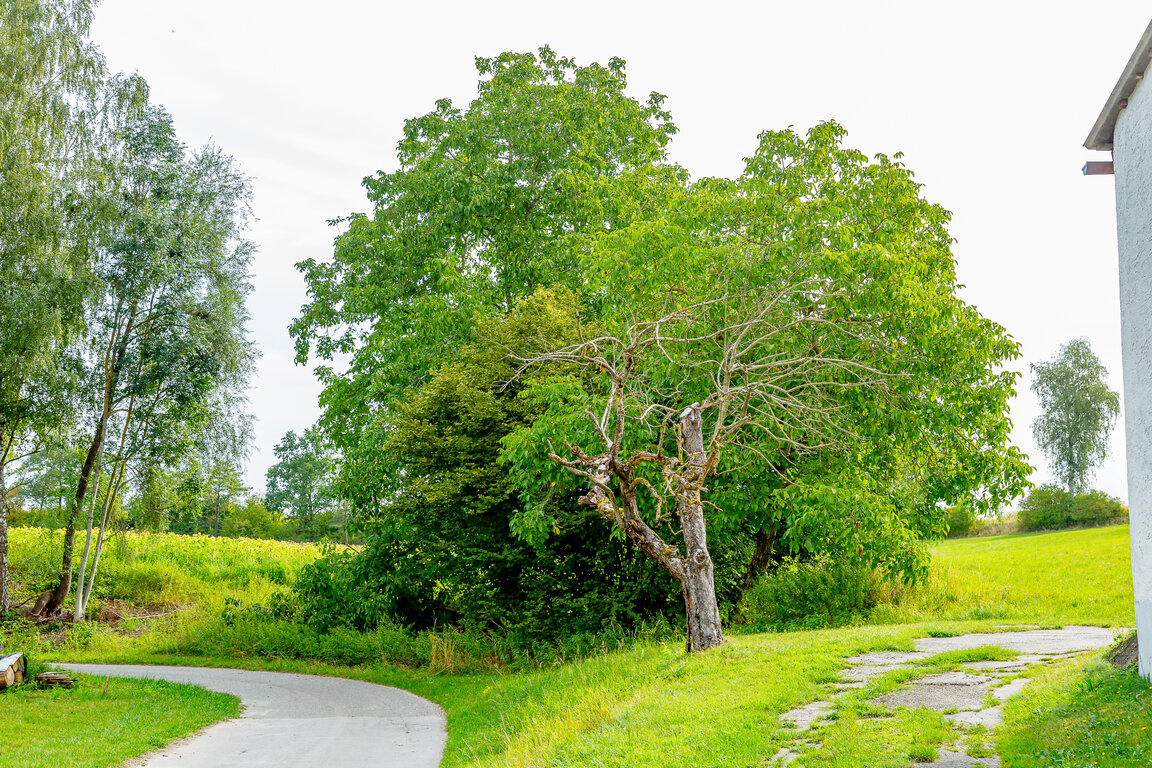 Image: _JA 40695 abgestorbener Apfelbaum.jpg